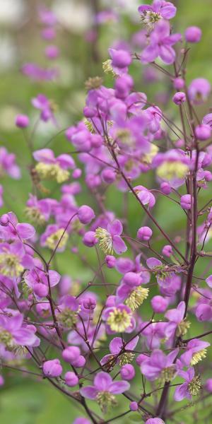 THALICTRUM rochebruneanum