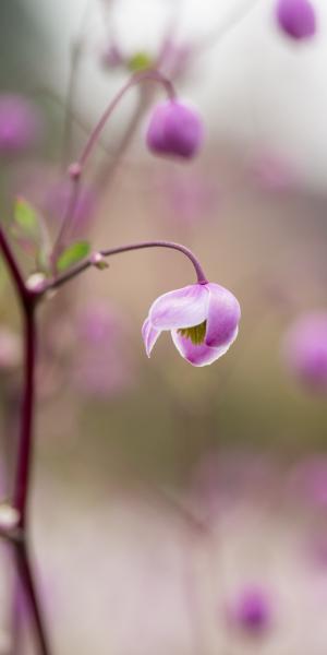 THALICTRUM 'Splendide'