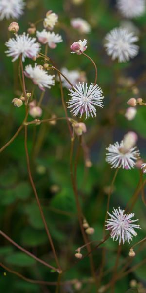 THALICTRUM urbanii