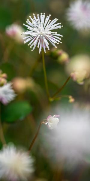 THALICTRUM urbanii