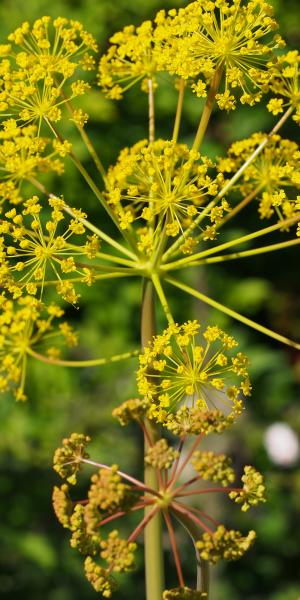THAPSIA villosa