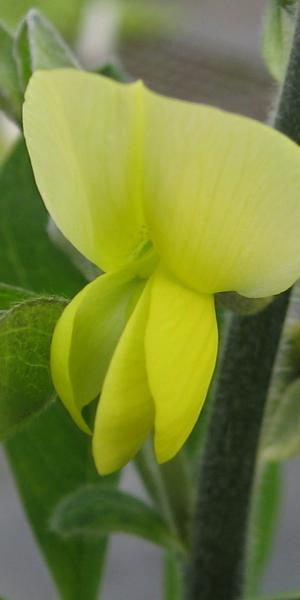 THERMOPSIS lanceolata