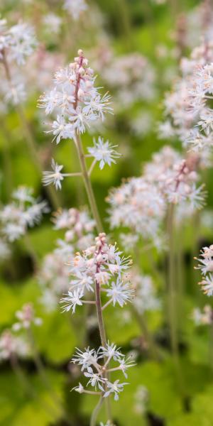 TIARELLA cordifolia