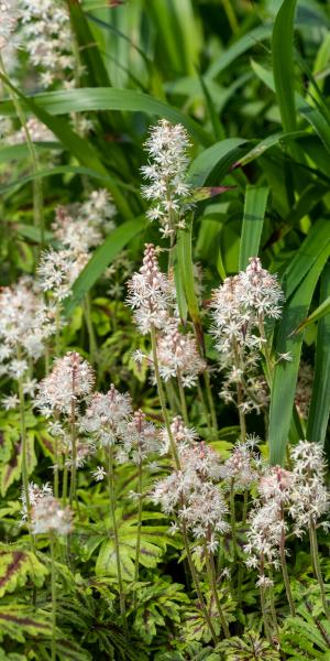 Tiarella 'Emerald Ellie'