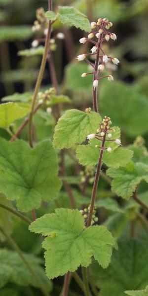 TIARELLA polyphylla 'Filigran'