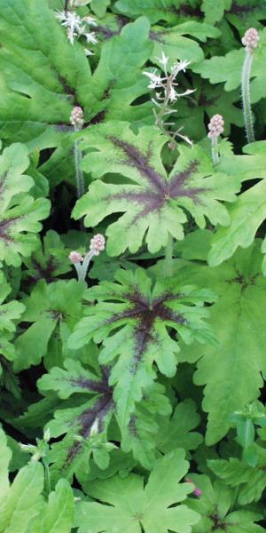 Tiarella 'Iron Butterfly