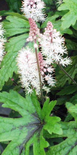 Tiarella 'Pink Skyrocket'