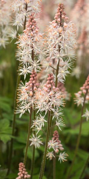 TIARELLA 'Spring Symphony' 