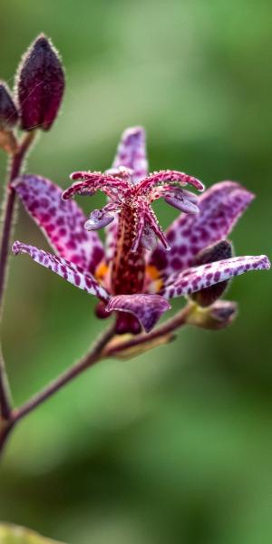 Tricyrtis formosana Stolonifera Group