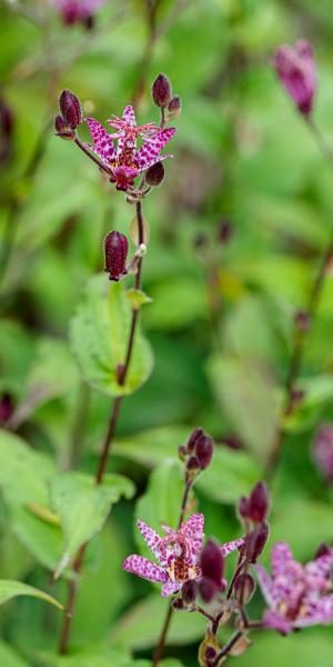 Tricyrtis formosana Stolonifera Group