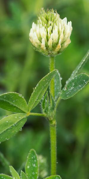 TRIFOLIUM ochroleucon