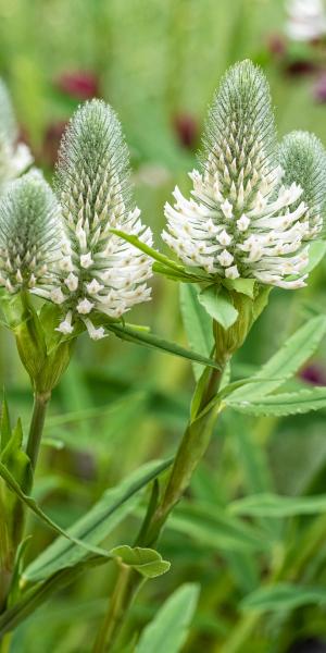 TRIFOLIUM rubens 'Frosty Feathers'