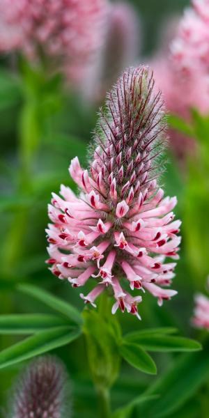 TRIFOLIUM rubens 'Peach Pink '