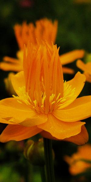 TROLLIUS chinensis 'Golden Queen'