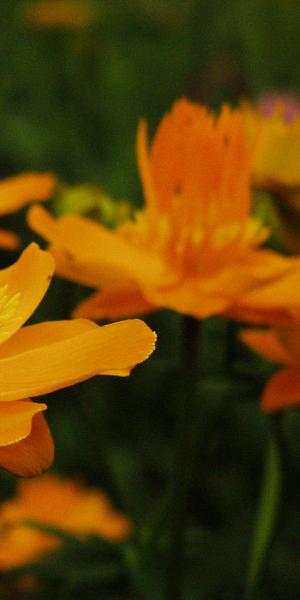 TROLLIUS chinensis 'Golden Queen'