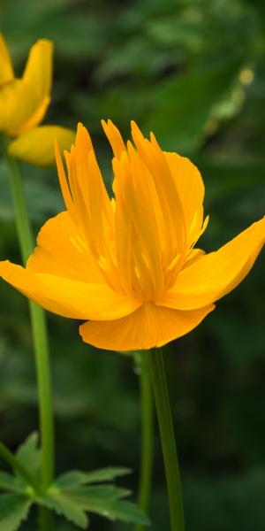 TROLLIUS 'Dancing Flame'