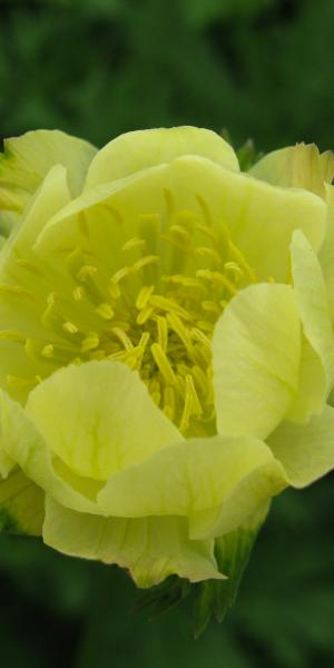 TROLLIUS x cultorum 'Alabaster'