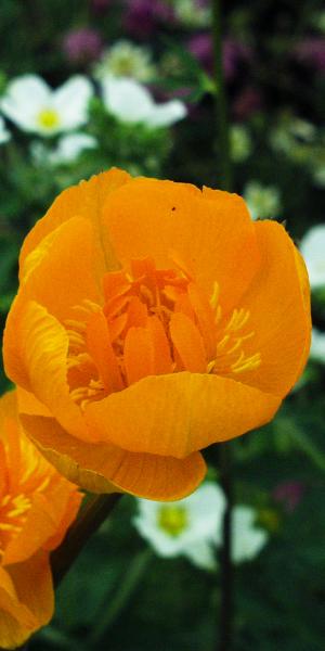 TROLLIUS x cultorum 'Etna'