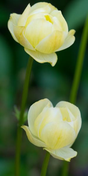 TROLLIUS x cultorum 'Taleggio' (Cheddar)