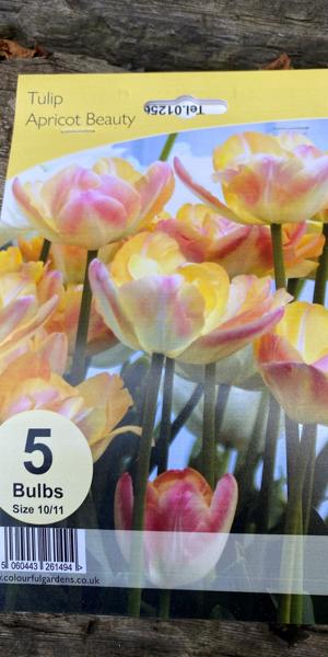 Tulipa 'Apricot Beauty' (1)