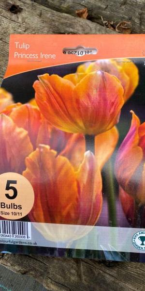 Tulipa ‘Princess Irene’
