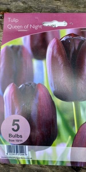 Tulipa 'Queen of Night'