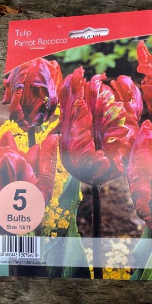 Tulipa 'Rococco'
