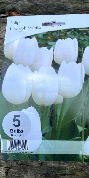 Tulipa Triumph White