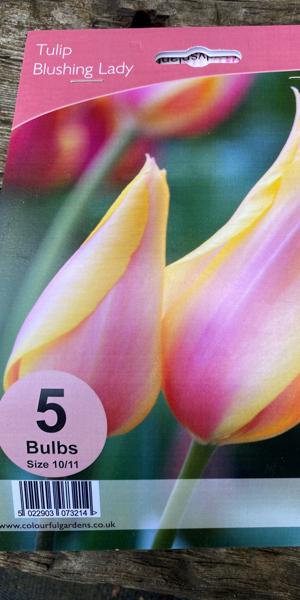Tulipa 'Blushing Lady' (5)