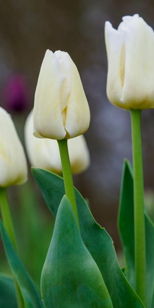 Tulipa 'City of Vancouver' (triumph tulip)