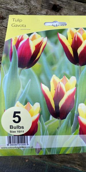 Tulipa 'Gavota'