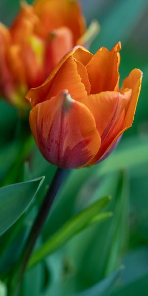 Tulipa ‘Princess Irene’