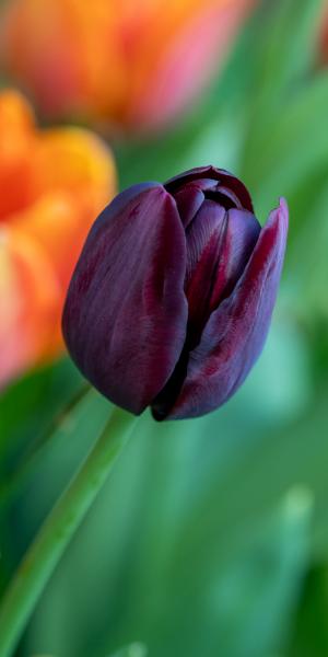 Tulipa 'Queen of Night'