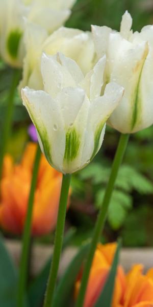 Tulipa 'Spring Green'