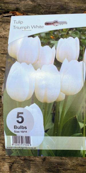 Tulipa Triumph White