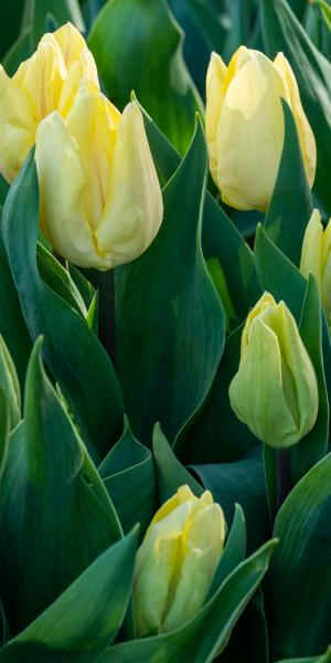 Tulipa 'Triumph Yellow' 