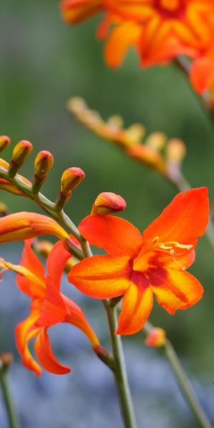 CROCOSMIA Firestar ‘Scorchio