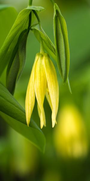 UVULARIA sessilifolia