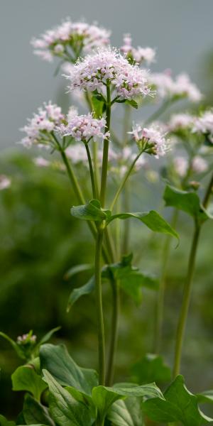 Valeriana montana