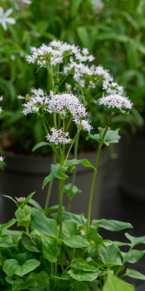 Valeriana montana