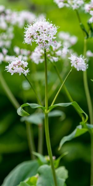 Valeriana montana