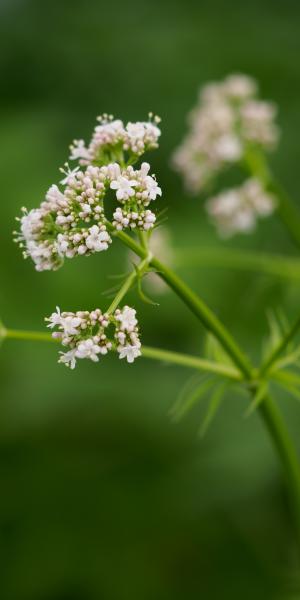 VALERIANA officinalis ssp. sambucifolia