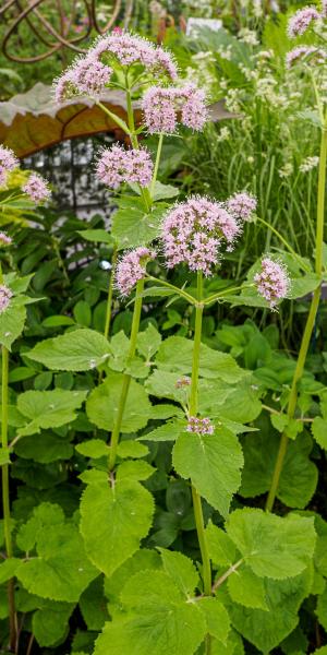 Valeriana pyrenaica