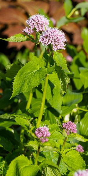 Valeriana pyrenaica