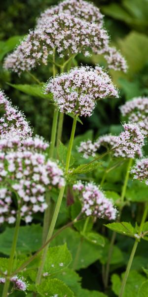 VALERIANA pyrenaica