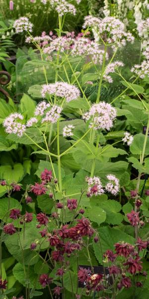 Valeriana pyrenaica