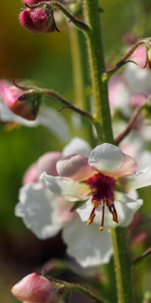 VERBASCUM blattaria 'White Blush'