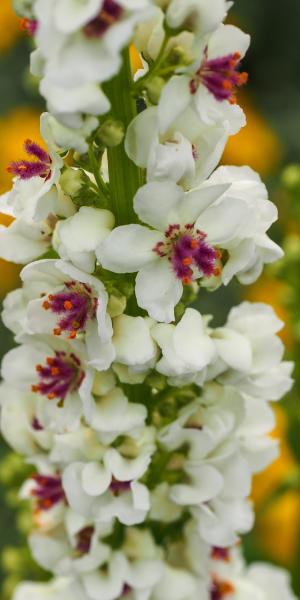 VERBASCUM chaixii 'Album'