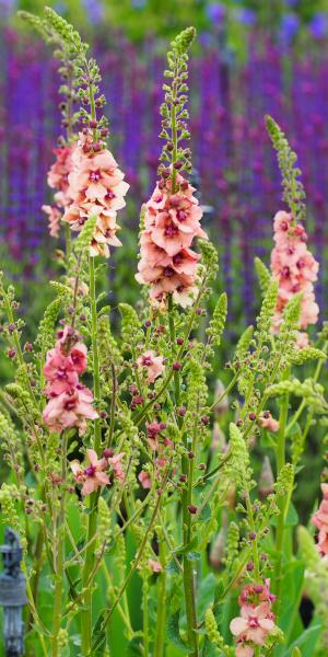 Verbascum (Cotswold Group) 'Cotswold Beauty'