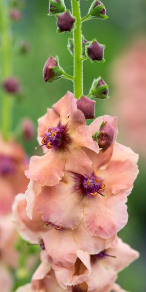 Verbascum (Cotswold Group) 'Cotswold Beauty'